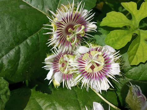 passion fruit bisaya|Passiflora foetida .